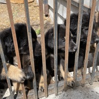 『犬と戦争　ウクライナで私が見たこと』山田あかね監督が明かす“悲劇”の特別映像 画像