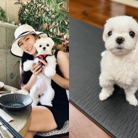 『愛の不時着』ソン・イェジン、愛犬とのささやかな日常に“ほっこり”。「おやつも食べたのに…」【PHOTO】 画像