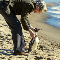 女性の気を惹くためだけに助けたペンギンに懐かれる…『ペンギン・レッスン』本編映像初公開 画像