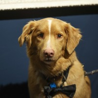 犬視点のホラー映画『GOOD BOY』の主演犬・インディがアストラ映画賞受賞 イーサン・ホーク、サリー・ホーキンスら退け「動物」として初の快挙 画像