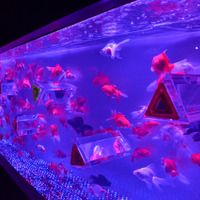 金魚が映す“夏の涼”　「アートアクアリウム2013」開催 画像