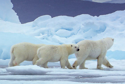 梅雨のジメジメを忘れる映画 vol.2　真っ白な氷の惑星、『ホワイト・プラネット』へ 画像