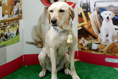 六本木ヒルズに“派犬”マーリーが登場　口渡しサービスでカップルのキューピットに 画像