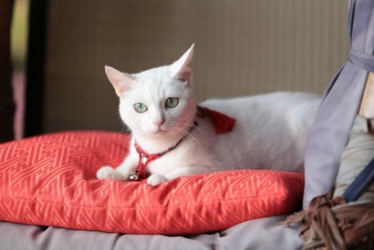 『猫侍 南の島へ行く』控え室の“玉之丞”に萌え！24分超の特別映像完成 画像
