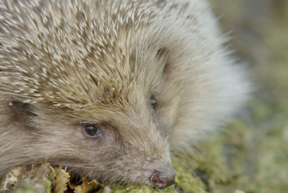 “愛ハリ家”必見！「守ってあげたい」野生のハリネズミに注目『シーズンズ　2万年の地球旅行』 画像