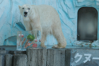 夏に負けるな！　『クヌート』から日本のホッキョクグマへ“氷”暑中見舞い 画像