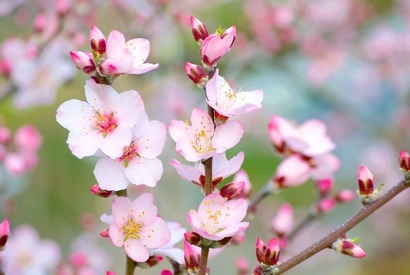 誰もが感嘆！マヨルカ島のアーモンドの開花、これからが見ごろに 画像