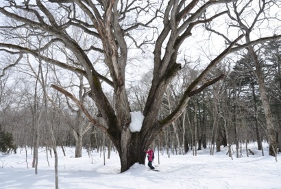 「赤倉観光ホテル」冬限定フォレストセラピーで戸隠の森を散策！ 画像