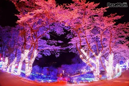 都心から1時間の荘厳“夜桜”体験！「さがみ湖夜桜イルミネーション」 画像