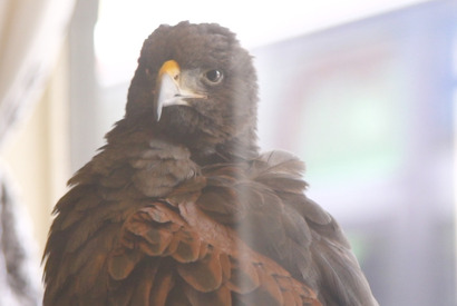 SNSで話題！ 鷹と出会える“世界初”の猛禽類カフェ「鷹匠茶屋」 画像