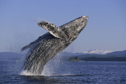 ザトウクジラが頭脳プレイで魚を追う！　　「BBC EARTH」本編映像が到着 画像