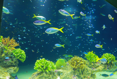 気分はまるでダイビング!? 「マリンワールド 海の中道」のかわいすぎる生き物たち 画像