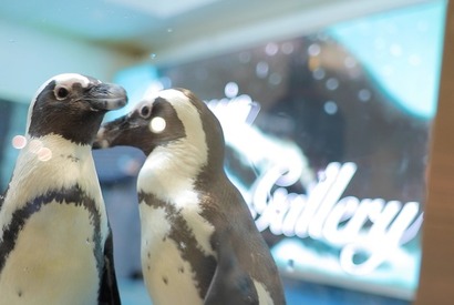 都内にここだけ！池袋「ペンギンのいるBAR」で美味しいお酒を飲みながら癒される 画像