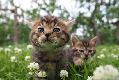 【予告編】吉岡里帆のナレ披露！岩合光昭が撮る世界のネコたちに「幸せが込み上げました」 画像