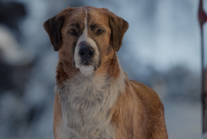 やんちゃな名犬バックの動きに注目『野性の呼び声』冒頭映像公開！ 特別アートのプレゼントキャンペーンも 画像