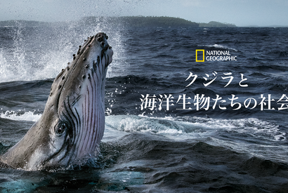 “地球を考える”アースデイに観たい！「クジラと海洋生物たちの社会」ほか圧巻のドキュメンタリー 画像