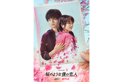 桜の木の下で恋が始まる…中島健人×松本穂香『桜のような僕の恋人』ティザー予告 画像