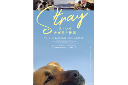 ほぼ犬目線のドキュメンタリー『ストレイ 犬が見た世界』公開決定＆ポスタービジュアル解禁 画像