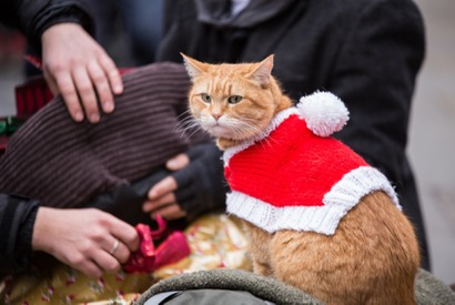 ジェームズ本人も「本当に特別な存在だった」『ボブという名の猫２　幸せのギフト』新写真 画像