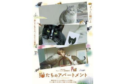 猫たちの幸せはどこに？ 250匹の引越し大作戦が始まる『猫たちのアパートメント』予告編 画像