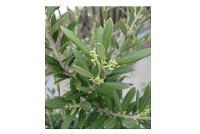 【雅子ブログ】GW中は、劇場で1本、DVDで5本 画像