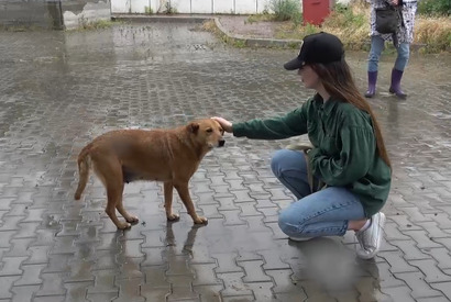 侵攻から3年…ドキュメンタリー『犬と戦争 ウクライナで私が見たこと』公開　 画像