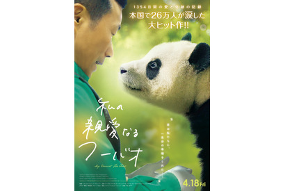 韓国で生まれたパンダと飼育員たちの感動の記録『私の親愛なるフーバオ』4月公開 画像