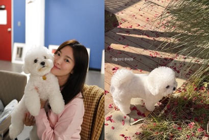 女優ソン・ヘギョの“穏やかな秋の日常”。お散歩中の愛犬ルビーが可愛すぎる！【PHOTO】 画像