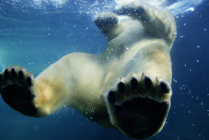 ファッション小噺vol.65　ホッキョクグマの里親になろう 画像