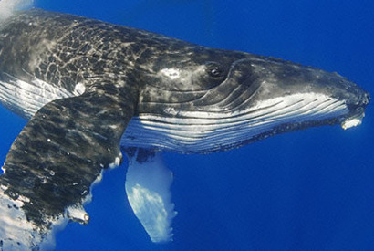 『ディープ・ブルー』の感動が再び　『アース』日本語版ナレーターが渡辺謙に決定！ 画像