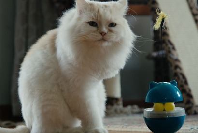カタールの保護猫たちを大移送『猫たちと7000マイルの旅』監督インタビュー　入場者特典＆Tシャツ販売も決定 画像