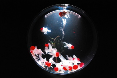 金魚が泳ぐ納涼美　アートアクアリウム2013が日本橋で開催 画像