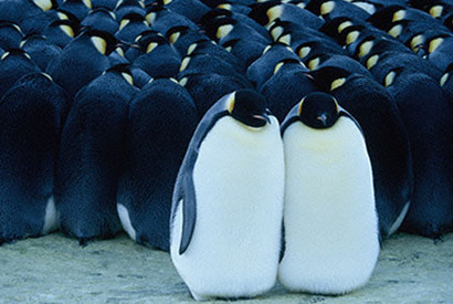 『皇帝ペンギン』レビュー 画像