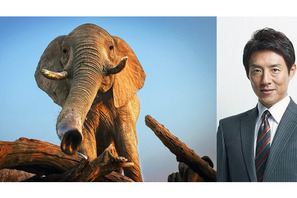 日本一“熱い男”松岡修造が叫ぶ「地球、ありがとう」…映画『ネイチャー』 画像