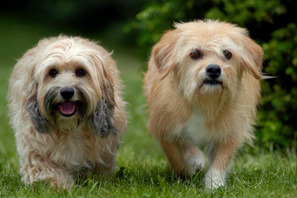 動物がいっぱい、アニマル系おすすめ映画 vol.2　映画スターにチュッ 画像