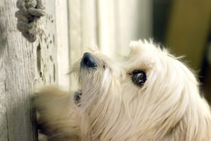 『ラブいぬ ベンジー／はじめての冒険』公開記念 期間限定＜ベンジー応援バージョン＞お茶犬の登場 画像