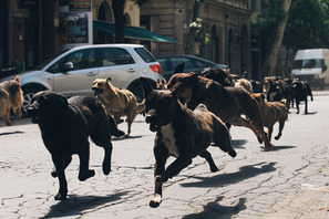 【予告編】犬版『猿の惑星』!?  少女と250匹の犬が街を駆ける『ホワイト・ゴッド』 画像