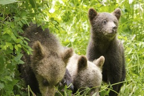 動物たちが続々と主役級に！『シーズンズ　2万年の地球旅行』『パディントン』ほか 画像