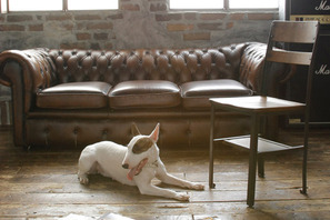 水嶋ヒロ＆佐藤健がギターをかき鳴らし向井理は半裸金髪でベース！　『BECK』最新映像 画像