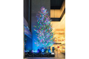 銀座「ミキモト」のクリスマスツリーは今年が最後！のだめバイオリニストが点灯式 画像