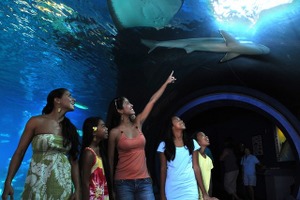 ハワイの海洋生物に会える水族館「マウイ オーシャン センター」 画像