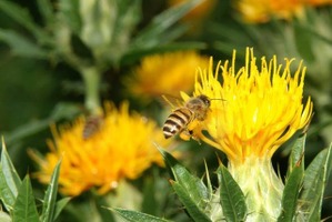 ミツバチの里づくりイベント開催！ハチミツのテイスティングも 画像