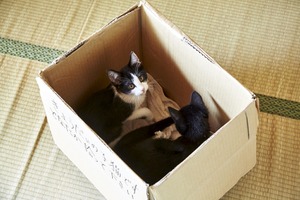 “猫×箱”は最高の相性！『猫なんかよんでもこない。』萌えオフショット到着 画像