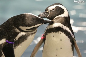 ペンギンも恋する季節到来！バレンタインは「すみだ水族館」で 画像