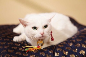 猫の日記念「猫侍」あなごの秘蔵写真一挙公開！悶絶必至の激萌え“子猫”時代も 画像