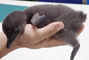 酉年にめでたい！ケープペンギンの赤ちゃんが2羽誕生「サンシャイン水族館」 画像