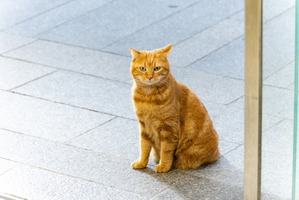 松本潤主演「となりのチカラ」“猫”が重要キャラ！ 勝地涼＆夙川アトムも出演 画像