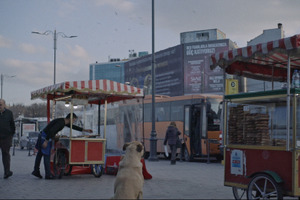 イスタンブールの観光名所を犬たちが悠々歩く『ストレイ 犬が見た世界』本編映像 画像