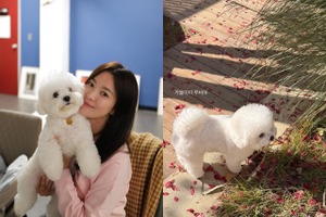 女優ソン・ヘギョの“穏やかな秋の日常”。お散歩中の愛犬ルビーが可愛すぎる！【PHOTO】 画像