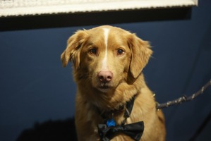 犬視点のホラー映画『GOOD BOY』の主演犬・インディがアストラ映画賞受賞 イーサン・ホーク、サリー・ホーキンスら退け「動物」として初の快挙 画像